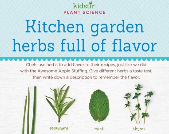 kitchen garden herbs flavor kids